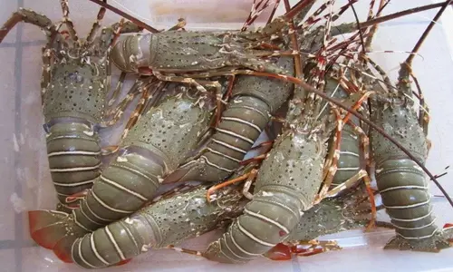Lobster seafood
