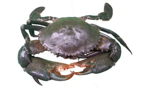 Mud-Crab seafood