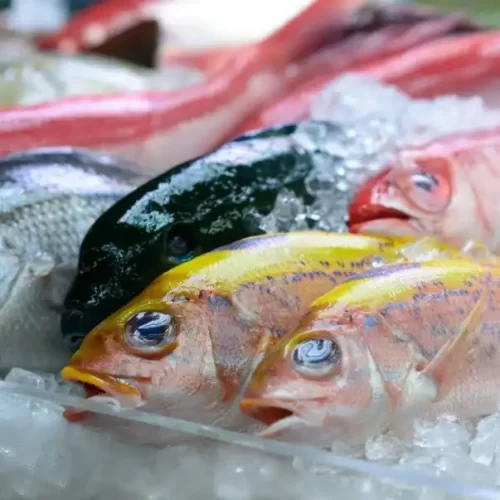 Retail and Wholesale Supplier of Frozen Seafood