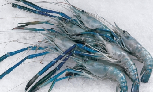 Freshwater scampi prawns on ice from a seafood wholesale supplier in Kochi, India
