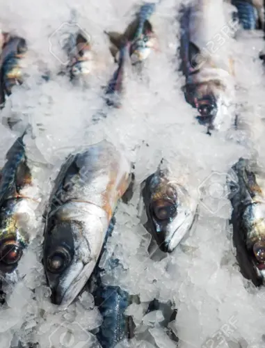 Fish and meat supplier in Kerala
