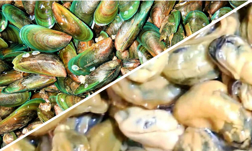 mussel meat seafood